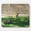Search for turtle picture electronics Animal