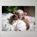 Search for anteaters posters Cute