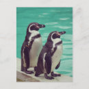 Search for two birds postcards Water