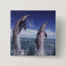 Search for bottlenose dolphin badges Aquatic