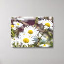 Search for white daisy canvas prints Flowers