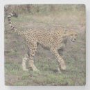 Search for africa barware Cheetah