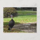 Search for kevin postcards Bird