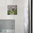 Search for beak square magnets Feather