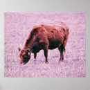 Search for angus cow posters Farm