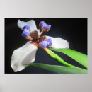 Search for iris posters Lavender