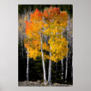 Search for broadleaved Autumn