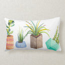 Search for succulent cushions Desert
