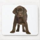 Search for chocolate labrador mousepads Retriever