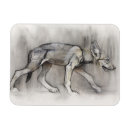 Search for arabians magnets Wild animal