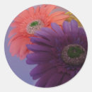 Search for pink gerbera daisy stickers Nature