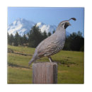 Search for quail tiles Wildlife