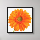 Search for daisies art Colorful