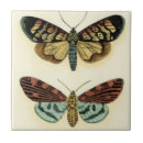 Search for butterfly tiles Insects