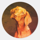 Search for hungarian vizsla stickers Cute
