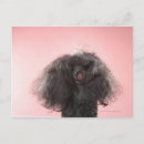 Search for grey hair postcards Pink