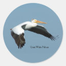 Search for pelicans stickers Animal