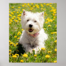 Search for westie posters Canine