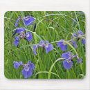 Search for wild iris Beauty