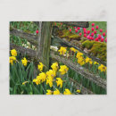 Search for daffodils postcards Flowers