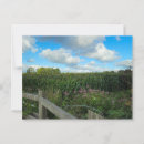 Search for sky light postcards Green