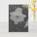 Search for daffodil cards White