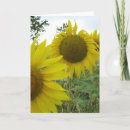 Search for summer photo cards Photography
