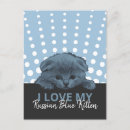 Search for russian blue cat postcards Kitty