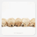 Search for golden puppy stickers Nature