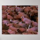 Search for publicity art Animal