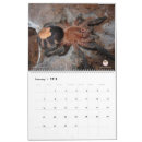 Search for arachnids calendars Wildlife