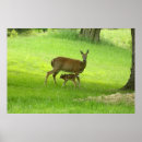 Search for wildlife photography posters Deer