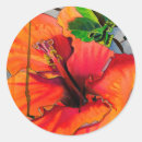 Search for tropical hibiscus stickers Orange