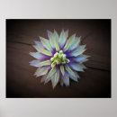 Search for clematis posters Photography