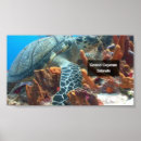 Search for cayman art Turtle