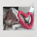 Search for weimaraners postcards Dog