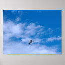 Search for seagull flying posters Blue