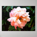 Search for peonies posters Rose