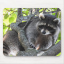 Search for raccoons mousepads Masked bandit