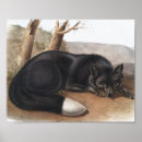 Search for american wildlife posters Mammal