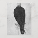 Search for hawking postcards Hunter