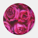 Search for rose macro magnets Flower