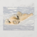 Search for hudson bay postcards Churchill