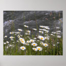 Search for along posters Photography