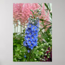 Search for delphinium art Floral