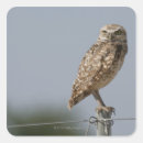 Search for burrowing owl stickers Wildlife