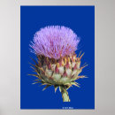 Search for scottish thistle posters Purple