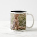 Search for vulpes vulpes mugs Den