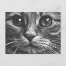 Search for cat face postcards Eyes
