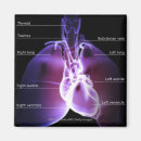 Search for human body organs Heart